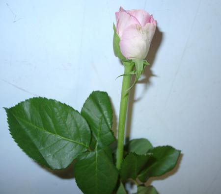 fleur
